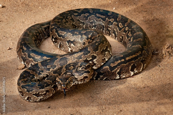 Fototapeta African rock python