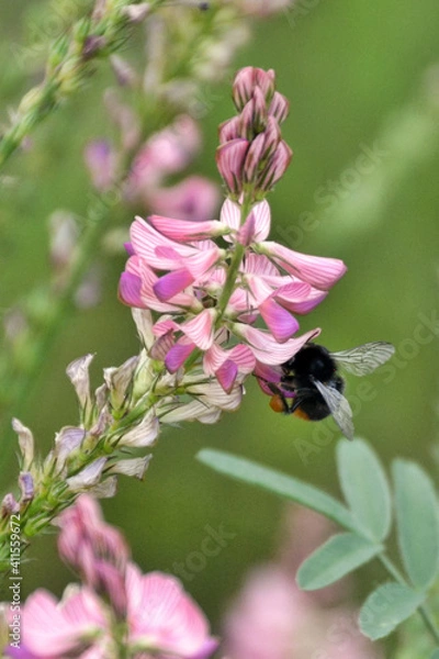 Obraz Biene auf Blume