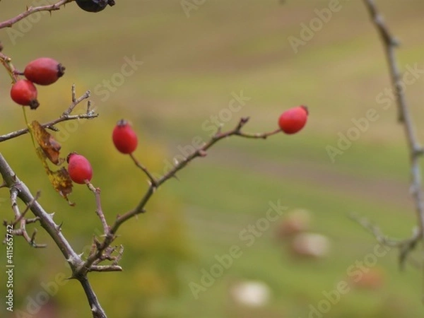 Fototapeta red berries on a tree