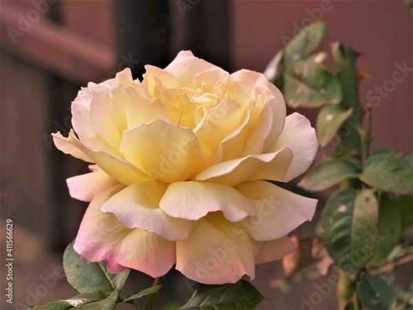 Obraz pink and white rose