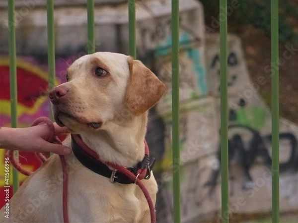 Obraz dog on the bridge