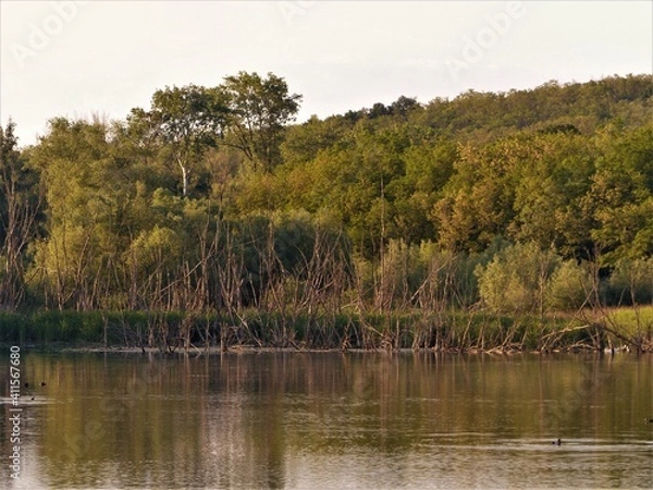 Obraz lake in the woods