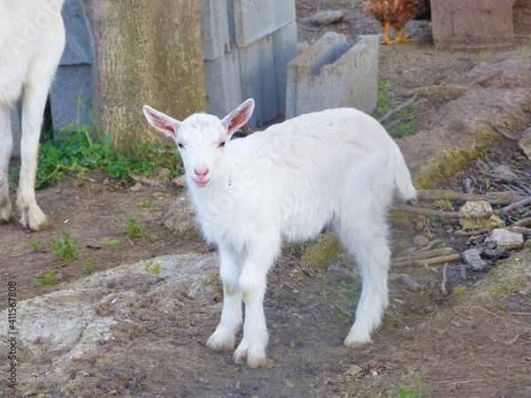 Obraz white goat on a farm
