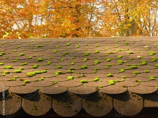 Obraz moss on the roof