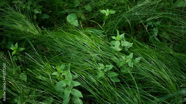 Obraz green grass background