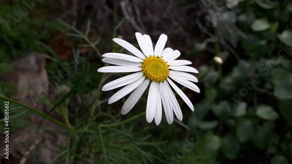Obraz white daisy flower