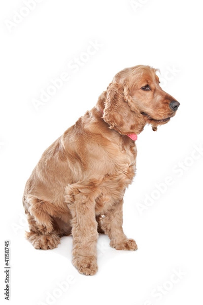 Fototapeta Brown cocker spaniel dog