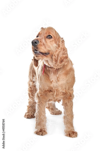 Fototapeta Brown cocker spaniel dog