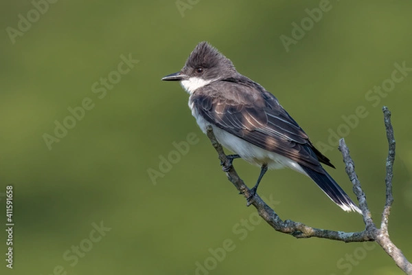 Obraz An Eastern Kingbird is perched on a bare branch