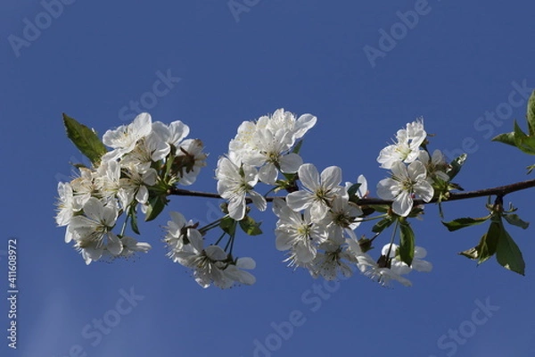 Obraz kwiat wiśni