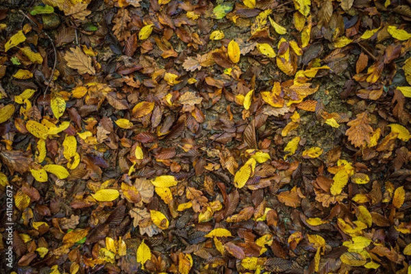 Obraz autumn leaves background