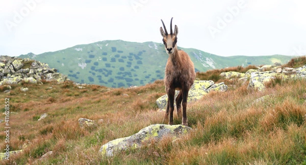 Obraz Wild chamois in the meadow of Low Tatras (Nizke Tatry) mountains. It is walkin on the tourist path to the Chopok mountain peak. Summertime in the Northern Slovakia, Slovak Republic, Europe.