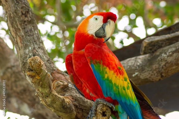 Fototapeta Ara chloropterus