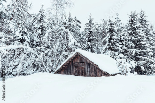 Obraz Leśnymi ścieżkami