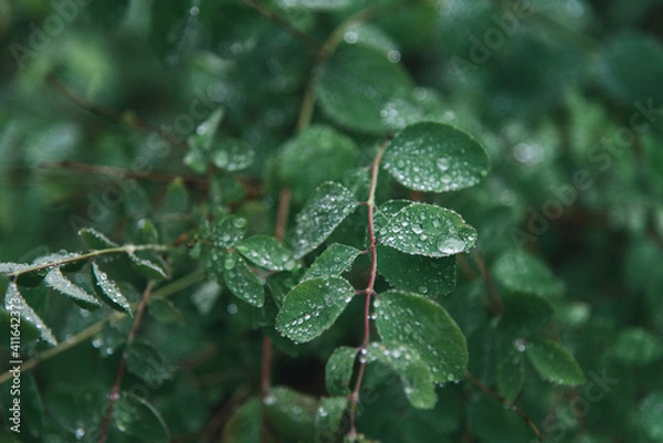 Obraz Rain Drop on Leaf in Forest