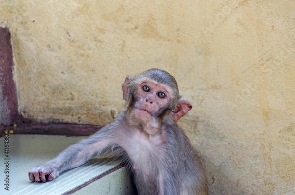 Obraz Portrait of  a monkey at The Mount Popa Monastery in Myanmar