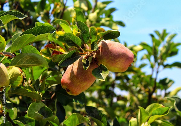 Obraz Huerta manzanas