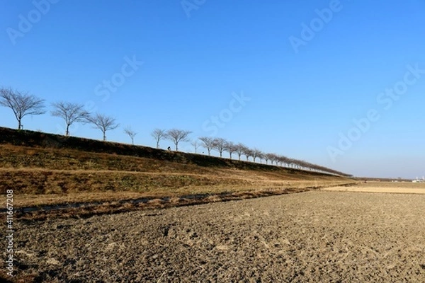 Fototapeta 冬の河川沿い　落葉の桜並木　風景