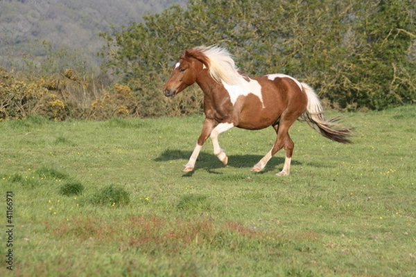 Obraz Course au galop