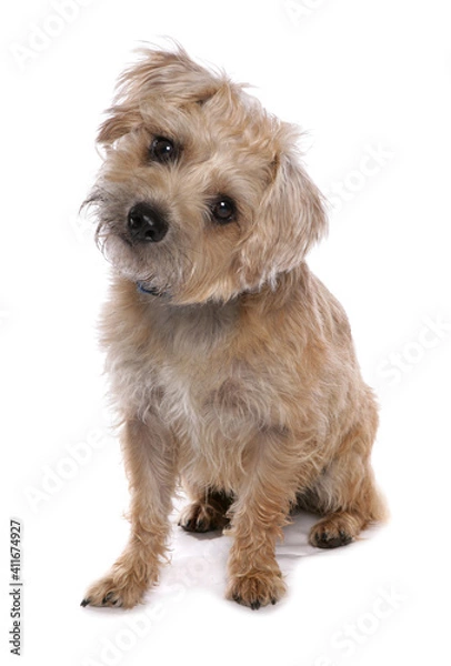 Obraz Border Terrier Dog