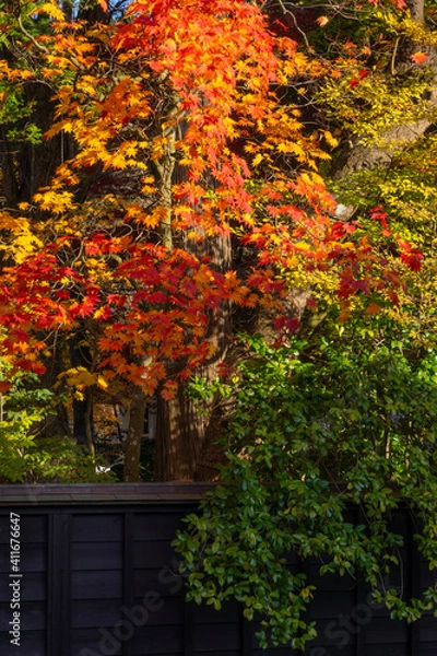 Fototapeta 角館の武家屋敷のカラフルな紅葉