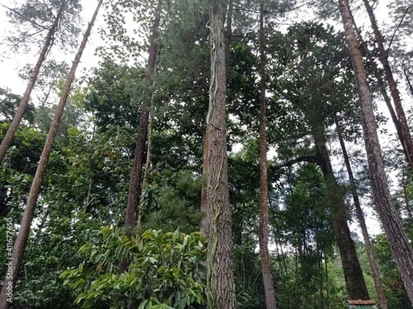 Obraz trees in the forest