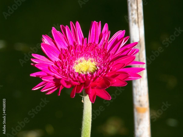 Fototapeta red gerbera