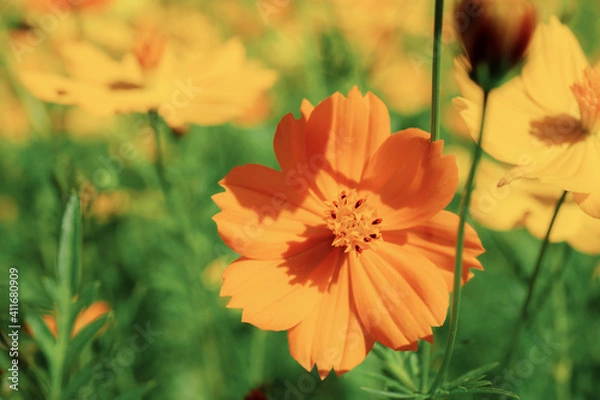 Fototapeta Orange cosmos in garden.