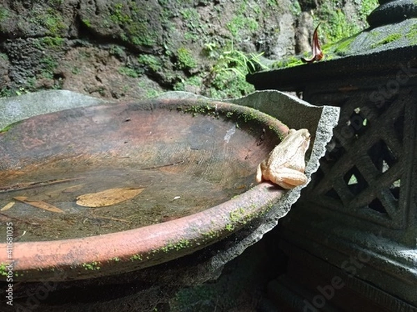 Obraz Little Frog on A Pond, Sumberawan, East Java, Malang