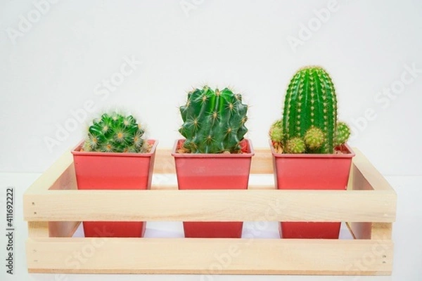 Fototapeta Cactus in plastic pot display in wooden tray on white background for interior or home decoration