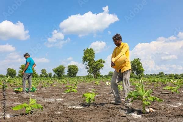 Fototapeta Indian farmer spreading fertilizer in the Banana field