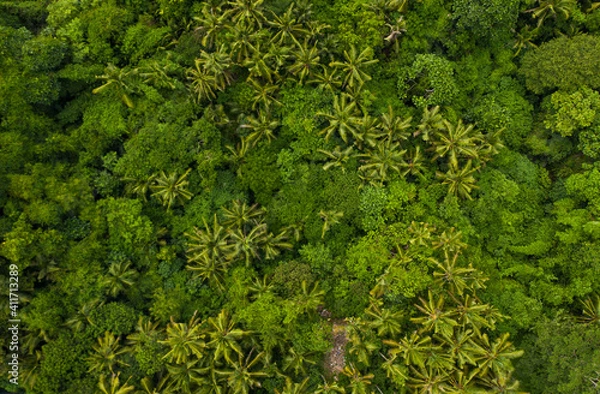 Obraz Top down overhead aerial birds eye view of tropical rainforest palm tree canopies in the lush green jungle