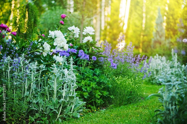 Fototapeta beautiful english style cottage garden view in summer with blooming peonies and companions - stachys, catnip, heranium, iris sibirica. Composition in white and blue tones. Landscape design.