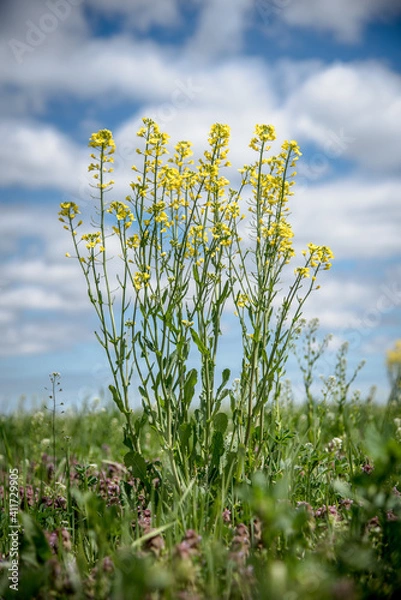 Obraz yellow wildflowers 