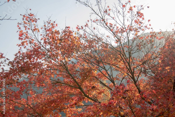Fototapeta 紅葉