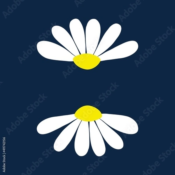 Fototapeta Chamomile daisy set on dark blue background with isolated chamomiles daisies. Vector illustration.