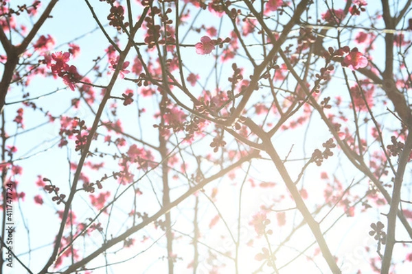 Fototapeta ピンクの花　紅梅