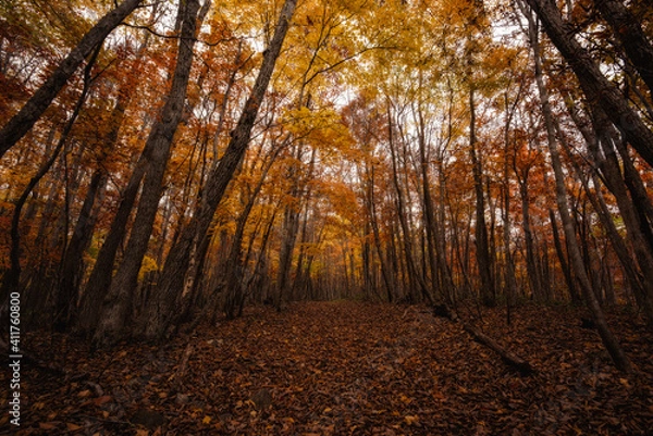 Obraz 観音沼森林公園の紅葉