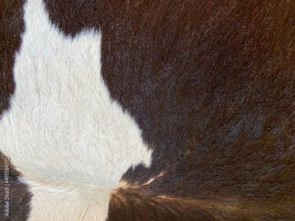 Obraz Cow hair can be used as a background for your work.
