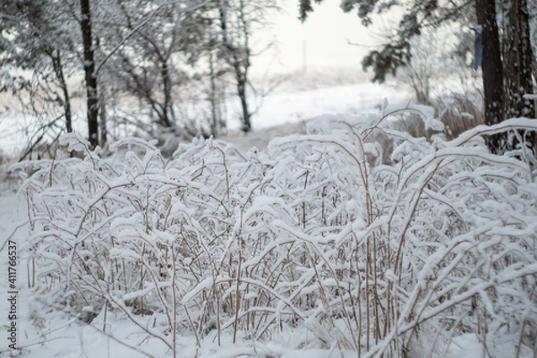 Fototapeta snow covered trees