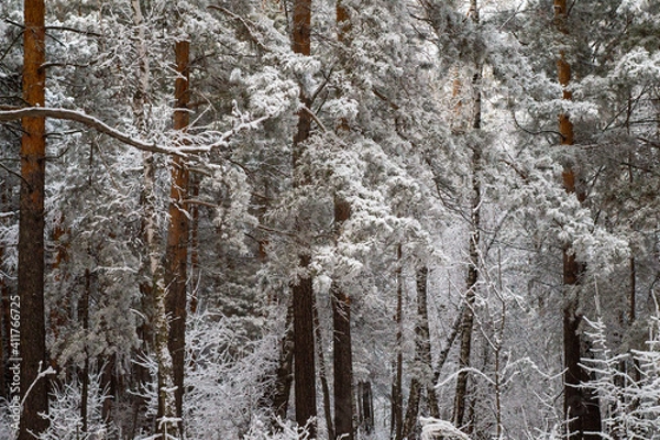 Fototapeta snow covered tree