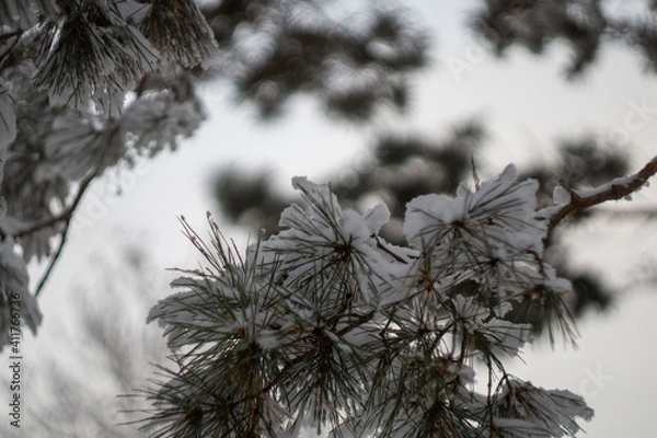 Fototapeta snow covered pine tree