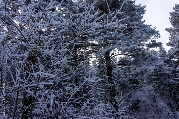 Obraz snow covered branches