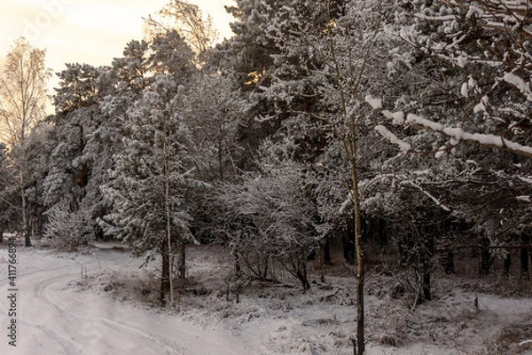 Fototapeta snow covered trees
