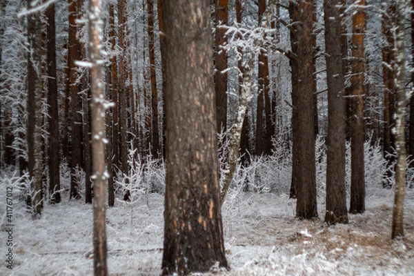 Fototapeta snow covered trees