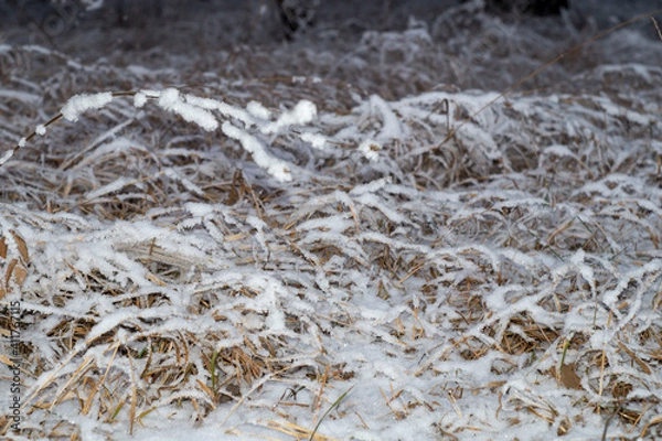 Fototapeta snow covered grass