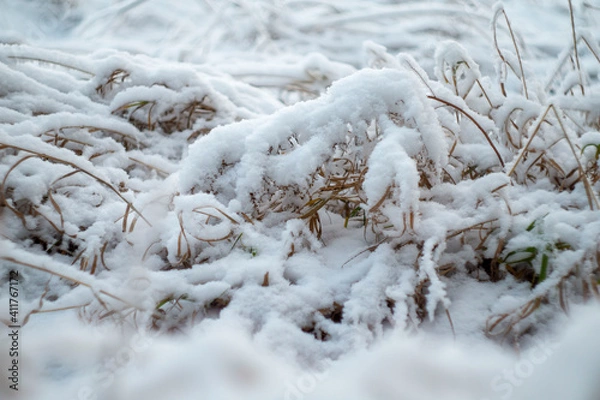 Obraz snow covered branches