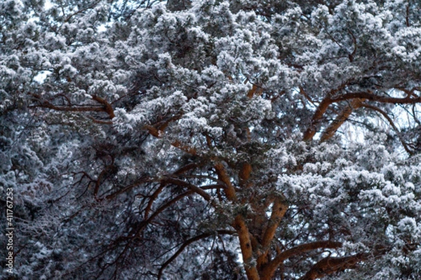 Fototapeta snow covered tree