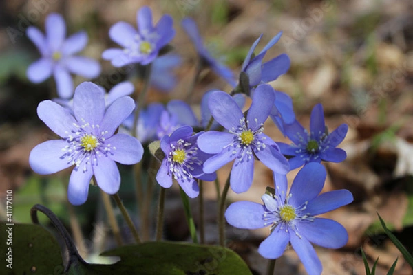 Obraz лесные фиалки