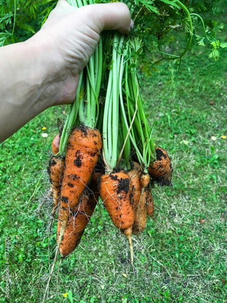 Obraz Hand holding a bunch of fresh dirty carrots 